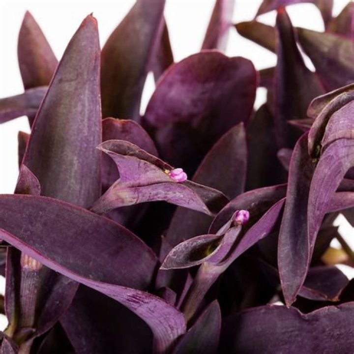 Corey Hawkins Net Worth: Details About Movies, Career, Wife, Age, Income - SarkariResult