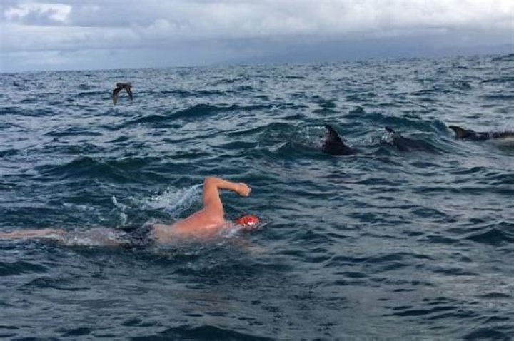 
Adam Walker: Swimmer saved by ‘hero’ dolphins who chased off deadly shark poised to attack him 