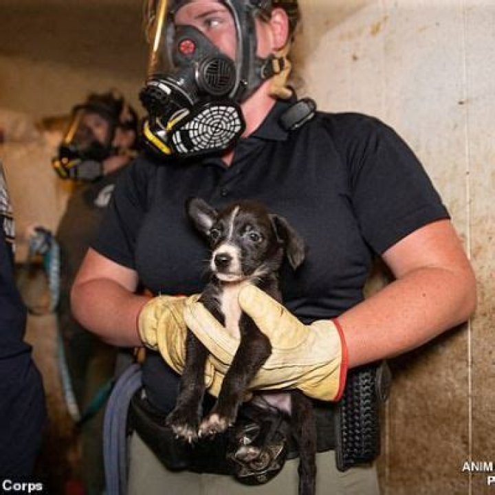 Anna Ray Arrested For Animal Cruelty On Multiple Counts