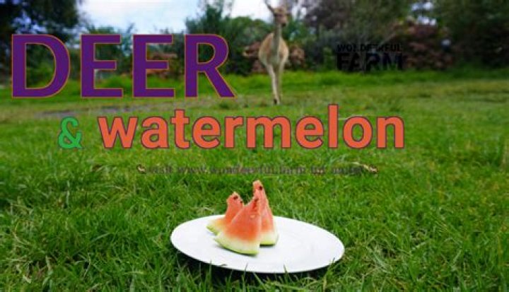 Can you feed deer watermelon