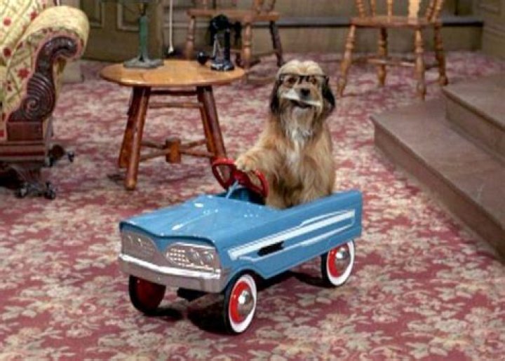 Higgins the Dog Net Worth