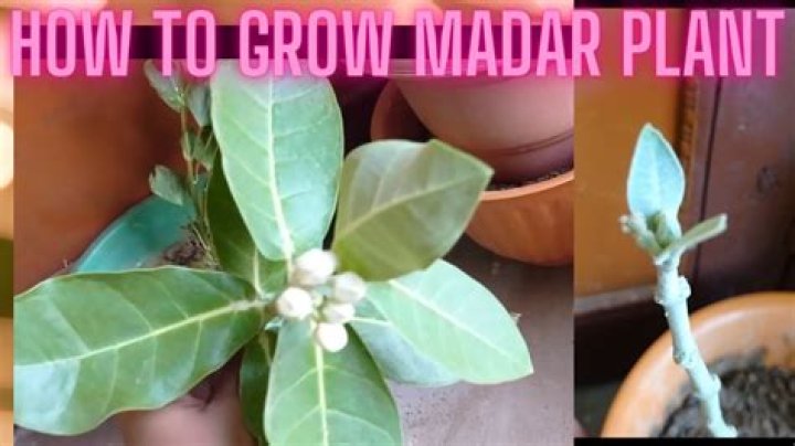How to grow madar plant