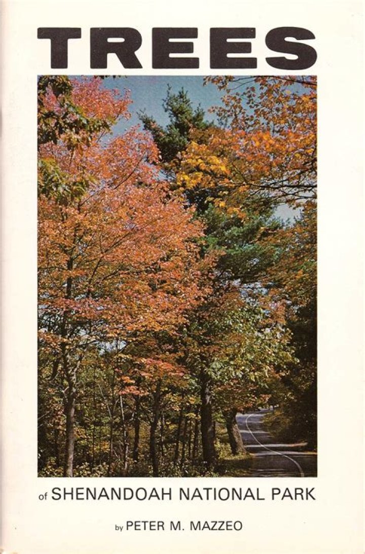 Peter Mazzeo Net Worth