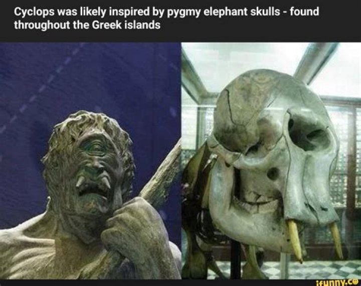 
Pygmy Elephant Skulls Inspire Cyclops, What Do They Resemble And Reddit Discussions 
