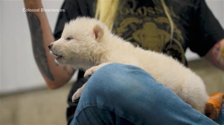 
Ruben Neves admits he thought he would leave Wolves this summer 