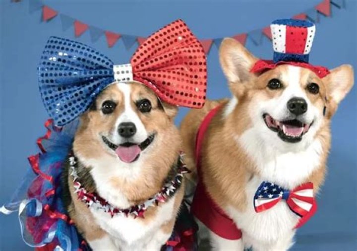 Social Media Star Corgi from The Duo ‘Hammy and Olivia’ Passed Away; What Happened to Her?