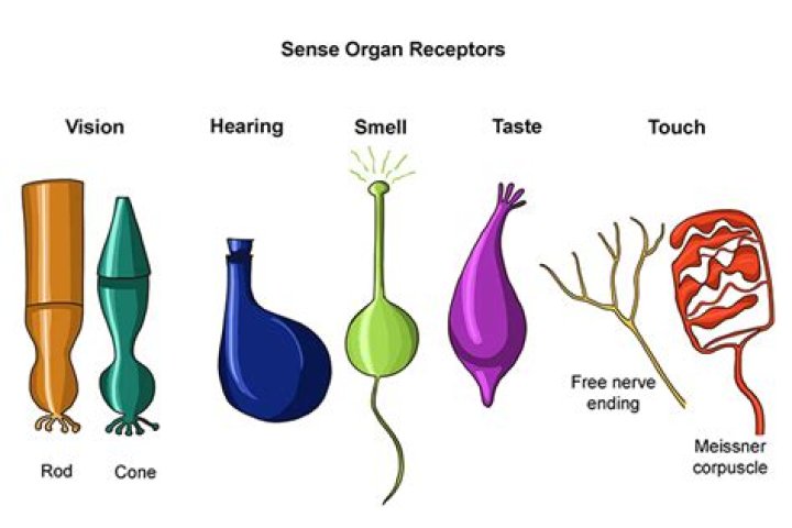 Types of sensory receptors
