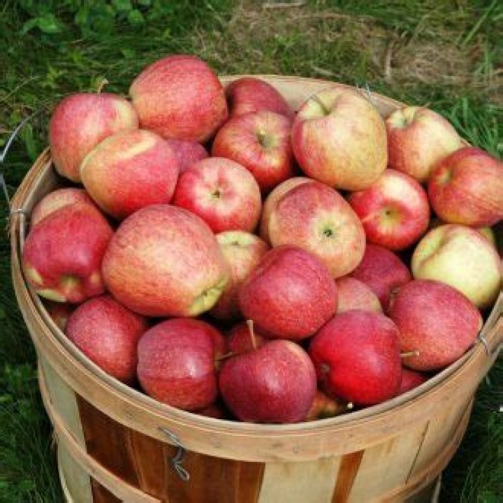 Victoria Macdonald Wikipedia: Everything To Know About The Journalist