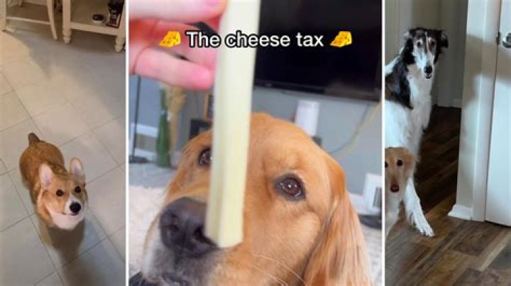 
What Is Cheese Tax Song On TikTok All About? 