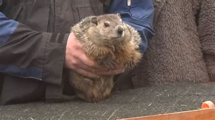 
What is Staten Island Chuck’s accuracy? Groundhog predicts early spring, contradicting Punxsutawney Phil 